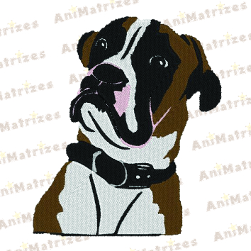Cachorro - Boxer
